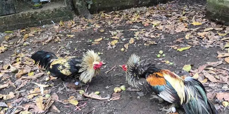 Đá Gà 188JILI – Trải Nghiệm Cá Cược Đỉnh Cao Mỗi Ngày